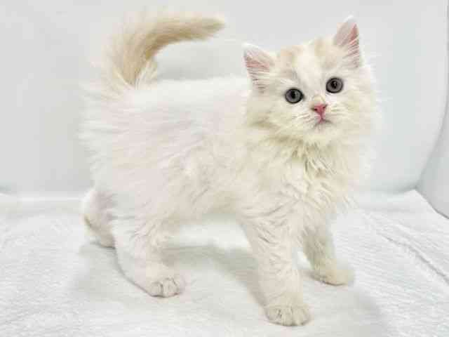 高知県のスコティッシュフォールド (ひごペットフレンドリーイオンモール高知店/2025年8月24日生まれ/男の子/レッドタビーホワイトバン)の子猫の3枚目の画像