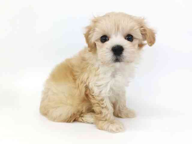 大阪府のハーフ犬・ミックス犬 (ひごペットフレンドリー泉ヶ丘店/2025年8月21日生まれ/男の子/クリーム)の子犬の3枚目の画像