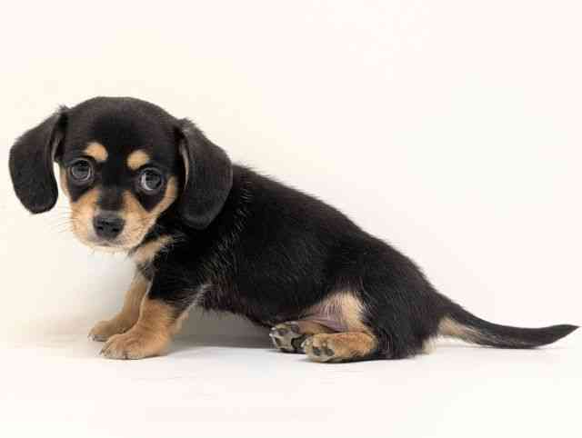 福岡県のチワックス(チワワ×ダックス) (ひごペットフレンドリーリバーウォーク北九州店/2025年8月21日生まれ/男の子/ブラックタン)の子犬の3枚目の画像