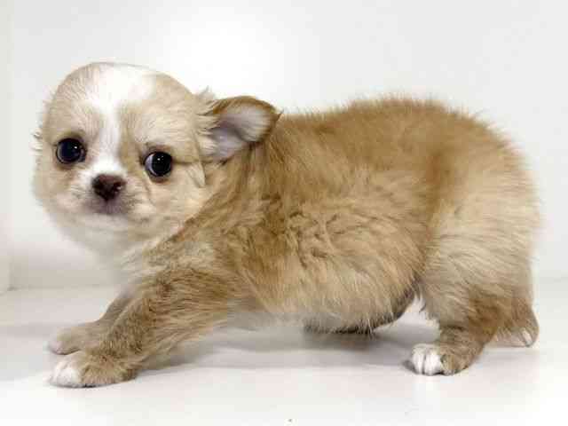 兵庫県のチワワ(ロング) (ひごペットフレンドリーイトーヨーカドー明石店/2025年8月23日生まれ/男の子/オレンジホワイト)の子犬の3枚目の画像