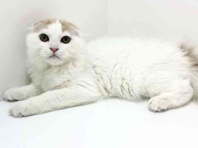 大阪府のスコティッシュフォールド (ひごペットフレンドリーいこらもーる泉佐野店/2025年8月24日生まれ/男の子/レッドタビーホワイトバン)の子猫の3枚目の画像