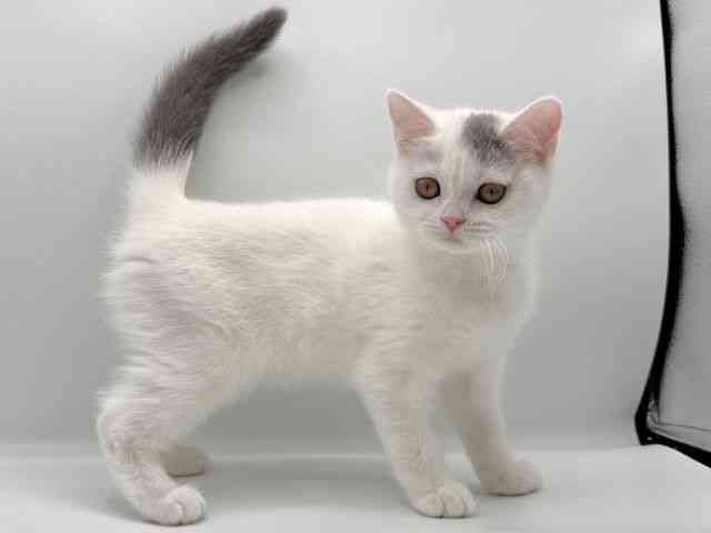 愛知県のブリティッシュショートヘアー (ひごペットフレンドリープライムツリー赤池店/2025年8月17日生まれ/女の子/ブルーホワイト)の子猫の3枚目の画像