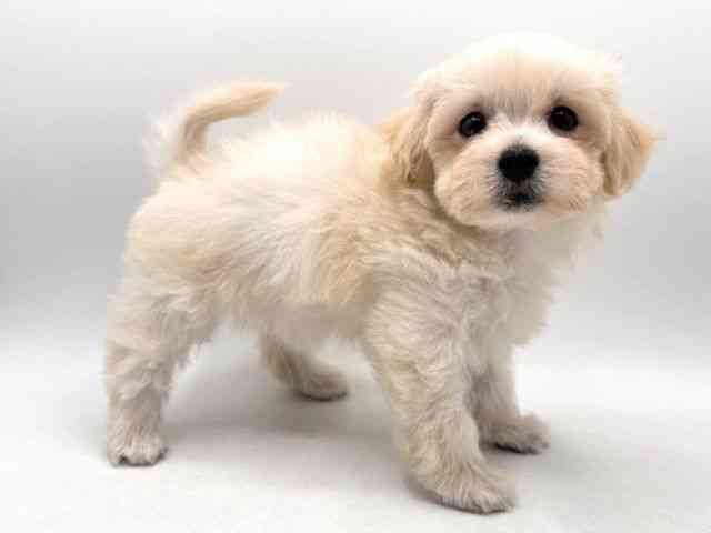 奈良県のマルプー(マルチーズ×プードル) (ひごペットフレンドリー田原本店/2025年8月22日生まれ/女の子/クリーム)の子犬の3枚目の画像