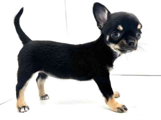 兵庫県のチワワ(スムース) (ひごペットフレンドリークラウンパーク伊丹店/2025年8月24日生まれ/女の子/ブラックタンホワイト)の子犬の3枚目の画像