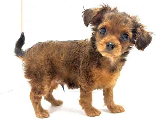 大阪府のチワプー/プーチー(チワワ×プードル) (ひごペットフレンドリーイオンタウン茨木太田店/2025年8月23日生まれ/男の子/レッド)の子犬の3枚目の画像