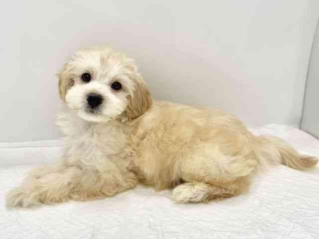 高知県のマルズー/マルシーズ(マルチーズ×シーズー) (ひごペットフレンドリーイオンモール高知店/2025年8月23日生まれ/男の子/ホワイト)の子犬の3枚目の画像