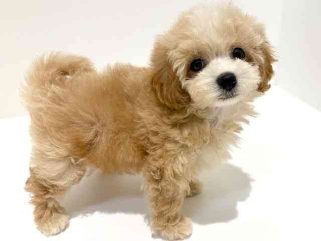 大阪府のマルズー/マルシーズ(マルチーズ×シーズー) (ひごペットフレンドリーイオン高槻店/2025年8月23日生まれ/女の子/アプリコット)の子犬の3枚目の画像