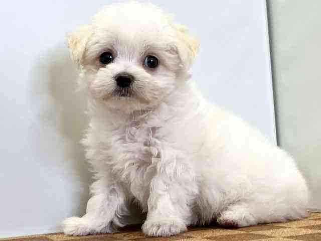 愛媛県のチワマル/マルチワ(チワワ×マルチーズ) (ひごペットフレンドリーエミフルMASAKI店/2025年8月22日生まれ/男の子/ホワイト)の子犬の3枚目の画像