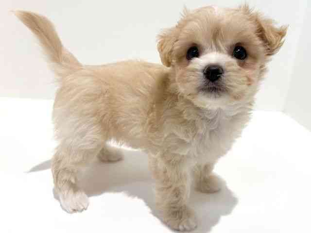 大阪府のチワマル/マルチワ(チワワ×マルチーズ) (ひごペットフレンドリーイオン高槻店/2025年8月22日生まれ/女の子/クリーム)の子犬の3枚目の画像