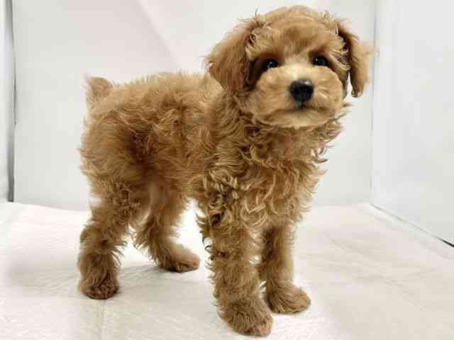 高知県のトイプードル(トイ) (ひごペットフレンドリーイオンモール高知店/2025年8月23日生まれ/男の子/レッド)の子犬の3枚目の画像