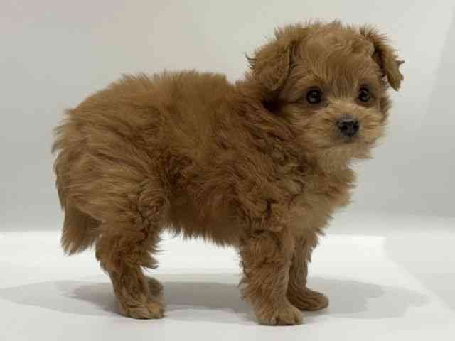 愛知県のポメプー(ポメラニアン×プードル) (ひごペットフレンドリーヴィアモール アピタ江南西店/2025年8月22日生まれ/男の子/レッド)の子犬の3枚目の画像