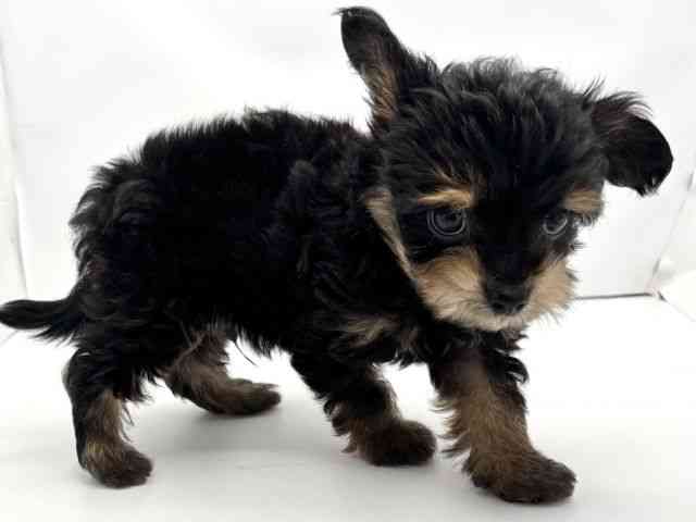 兵庫県のチワプー/プーチー(チワワ×プードル) (ひごペットフレンドリークラウンパーク伊丹店/2025年8月23日生まれ/男の子/クリーム)の子犬の3枚目の画像