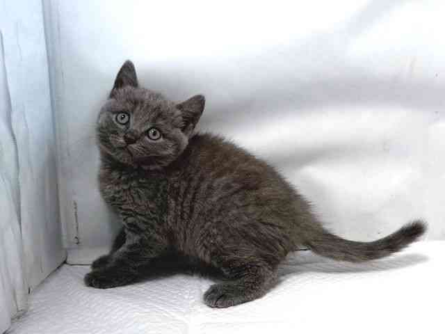 大阪府のブリティッシュショートヘアー (ひごペットフレンドリー堺プラットプラット店/2025年8月21日生まれ/男の子/ブルー)の子猫の3枚目の画像