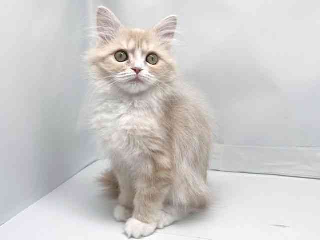 京都府のマンチカン (ひごペットフレンドリー洛北阪急スクエア店/2025年8月23日生まれ/女の子/クリームタビーホワイト)の子猫の3枚目の画像