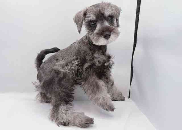 島根県のミニチュアシュナウザー (ひごペットフレンドリーイオン松江ショッピングセンター店/2025年8月25日生まれ/男の子/ソルトペッパー)の子犬の3枚目の画像