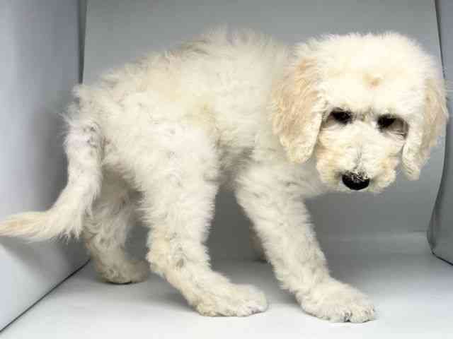 徳島県のスタンダードプードル (ひごペットフレンドリーゆめタウン徳島店/2025年8月23日生まれ/男の子/クリーム)の子犬の3枚目の画像