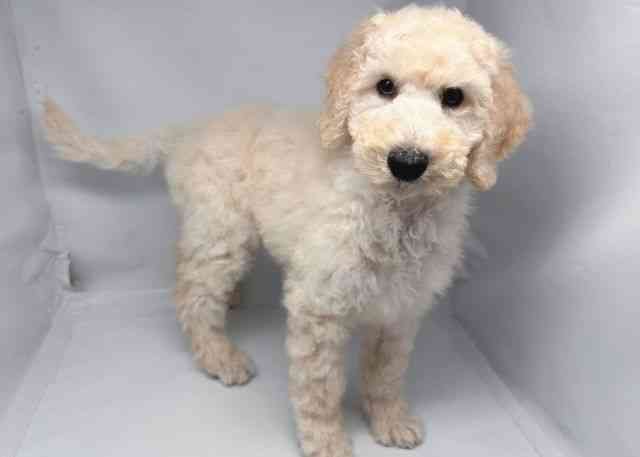 鳥取県のスタンダードプードル (ひごペットフレンドリーイオンモール鳥取北店/2025年8月23日生まれ/男の子/クリーム)の子犬の3枚目の画像