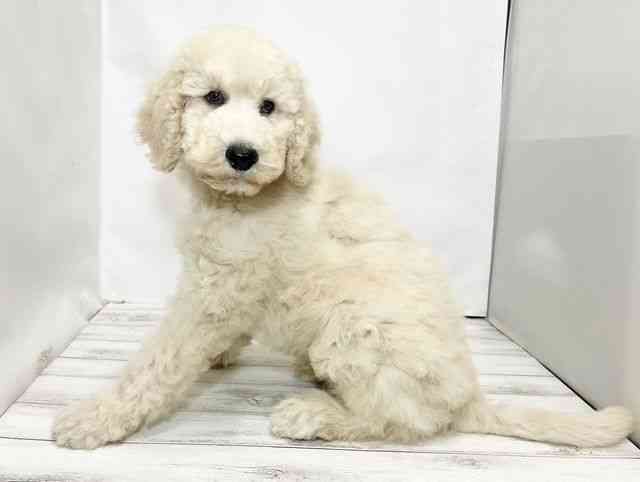 和歌山県のスタンダードプードル (ひごペットフレンドリーパームシティ和歌山店/2025年8月23日生まれ/男の子/クリーム)の子犬の3枚目の画像