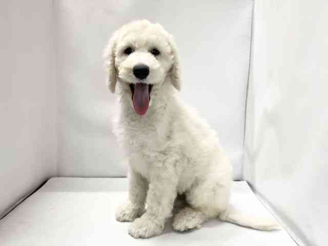 愛媛県のスタンダードプードル (ひごペットフレンドリーイオンモール今治新都市店/2025年8月23日生まれ/男の子/クリーム)の子犬の3枚目の画像