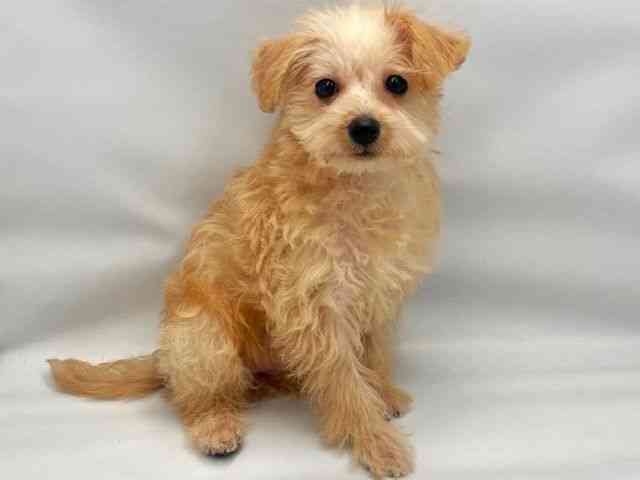 大阪府のシュナプー(シュナウザー×プードル) (ひごペットフレンドリー東淀川店/2025年8月13日生まれ/女の子/アプリコット)の子犬の3枚目の画像