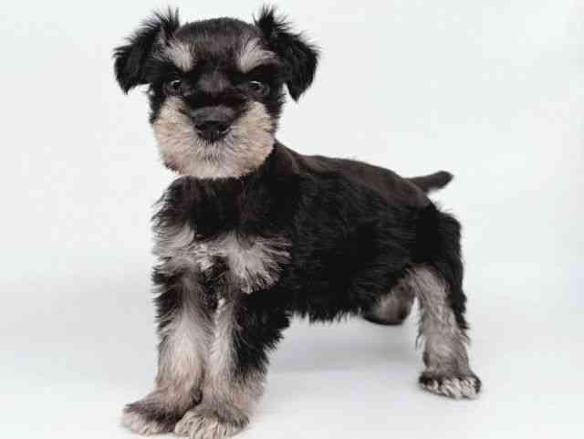 大阪府のミニチュアシュナウザー (ひごペットフレンドリー瓜破店/2025年8月23日生まれ/女の子/ブラックシルバー)の子犬の3枚目の画像