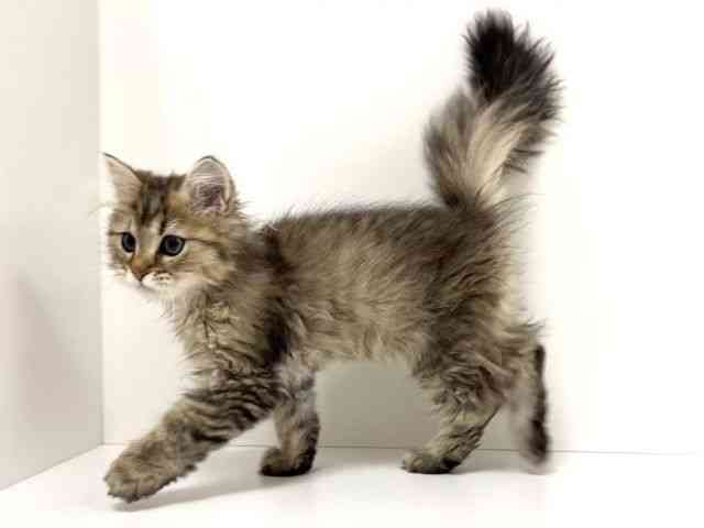 愛知県のペルシャ (ひごペットフレンドリーイトーヨーカドー知多店/2025年8月16日生まれ/男の子/チンチラゴールデン)の子猫の3枚目の画像