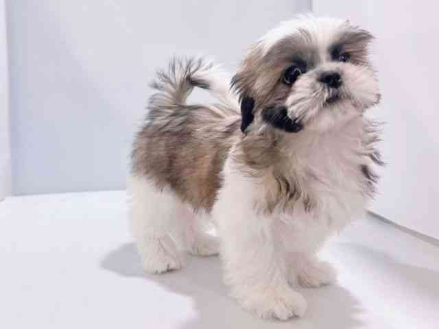 大阪府のシーズー (ひごペットフレンドリーイズミヤショッピングセンター千里丘店/2025年8月24日生まれ/男の子/ホワイトゴールド)の子犬の3枚目の画像