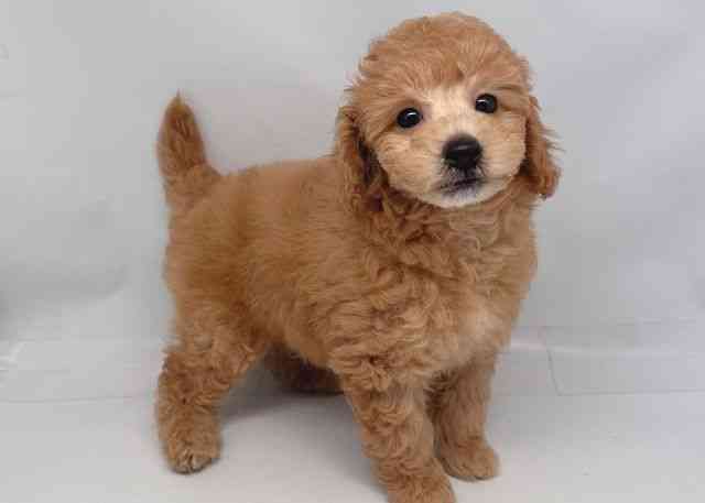 鳥取県のトイプードル(トイ) (ひごペットフレンドリーイオンモール鳥取北店/2025年8月23日生まれ/男の子/アプリコット)の子犬の3枚目の画像