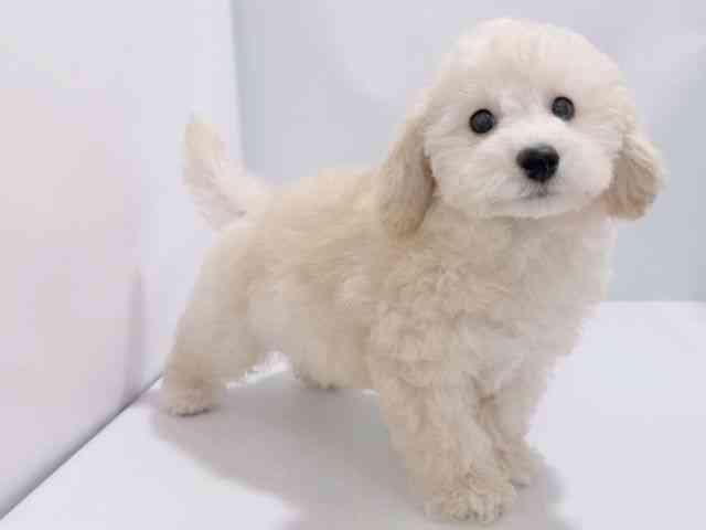 大阪府のトイプードル(トイ) (ひごペットフレンドリーイズミヤショッピングセンター千里丘店/2025年8月23日生まれ/男の子/クリーム)の子犬の3枚目の画像