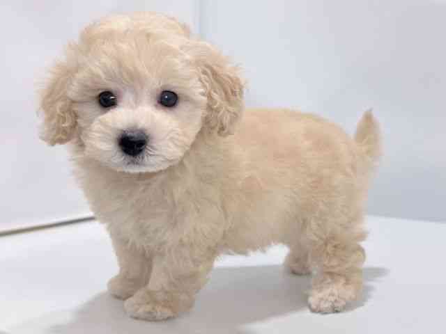 大阪府のトイプードル(トイ) (ひごペットフレンドリーイズミヤショッピングセンター千里丘店/2025年8月23日生まれ/男の子/クリーム)の子犬の3枚目の画像