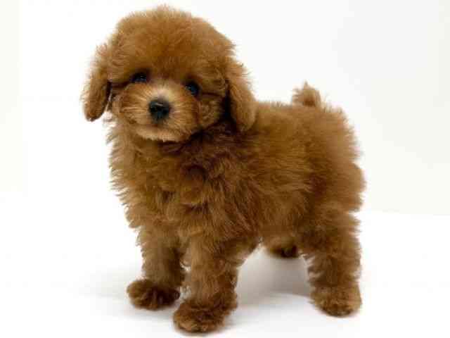 大阪府のトイプードル(トイ) (ひごペットフレンドリーくずはモール店/2025年8月24日生まれ/男の子/レッド)の子犬の3枚目の画像