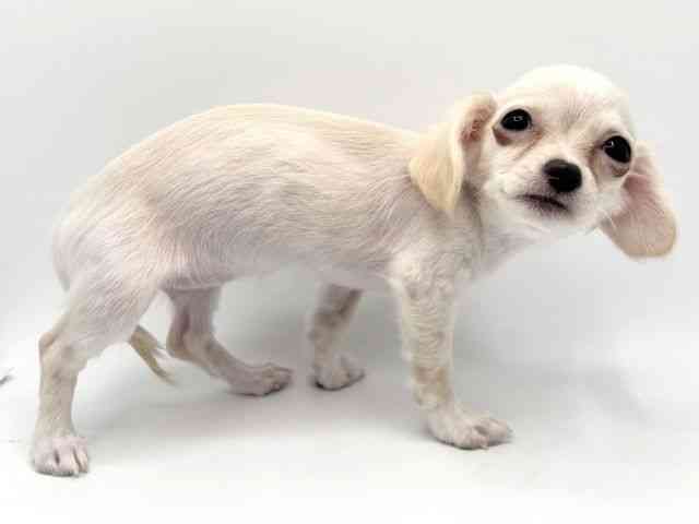 大阪府のチワックス(チワワ×ダックス) (ひごペットフレンドリーみのおキューズモール店/2025年8月24日生まれ/女の子/クリーム)の子犬の3枚目の画像