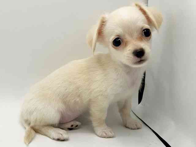 大阪府のチワックス(チワワ×ダックス) (ひごペットフレンドリーみのおキューズモール店/2025年8月24日生まれ/女の子/クリーム)の子犬の3枚目の画像