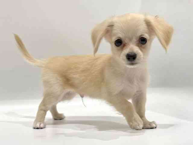 愛知県のチワックス(チワワ×ダックス) (ひごペットフレンドリーヴィアモール アピタ江南西店/2025年8月24日生まれ/男の子/クリーム)の子犬の3枚目の画像