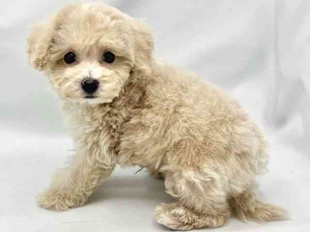 大阪府のハーフ犬・ミックス犬 (ひごペットフレンドリーイトーヨーカドー津久野店/2025年8月22日生まれ/男の子/クリーム)の子犬の3枚目の画像