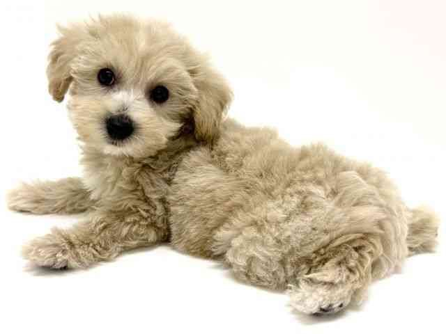 大阪府のハーフ犬・ミックス犬 (ひごペットフレンドリーくずはモール店/2025年8月22日生まれ/男の子/クリーム)の子犬の3枚目の画像