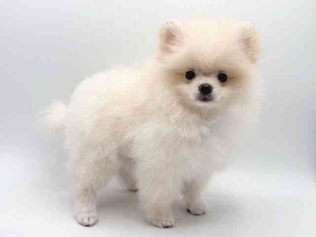 奈良県のポメラニアン (ひごペットフレンドリー田原本店/2025年8月25日生まれ/男の子/クリーム)の子犬の3枚目の画像