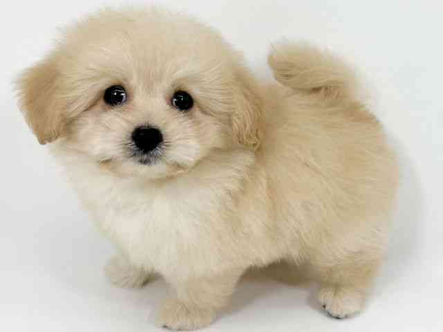 京都府のハーフ犬・ミックス犬 (ひごペットフレンドリーイズミヤショッピングセンター八幡店/2025年8月24日生まれ/男の子/クリーム)の子犬の3枚目の画像