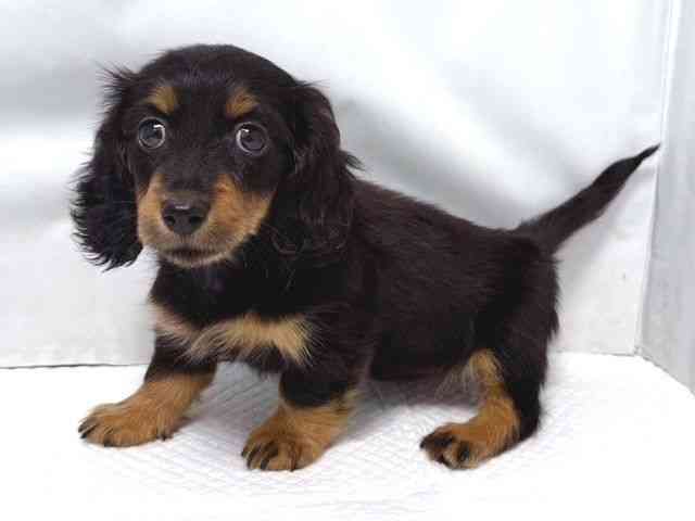 大阪府のミニチュアダックスフンド(ロング) (ひごペットフレンドリー堺プラットプラット店/2025年8月24日生まれ/女の子/ブラックタン)の子犬の3枚目の画像