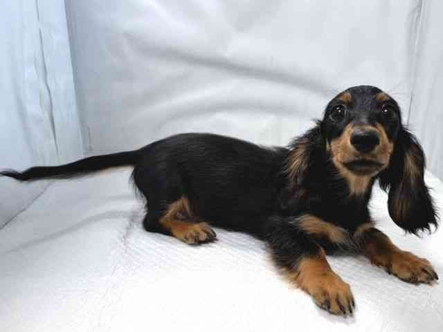 大阪府のミニチュアダックスフンド(ロング) (ひごペットフレンドリー堺プラットプラット店/2025年8月24日生まれ/女の子/ブラックタン)の子犬の3枚目の画像