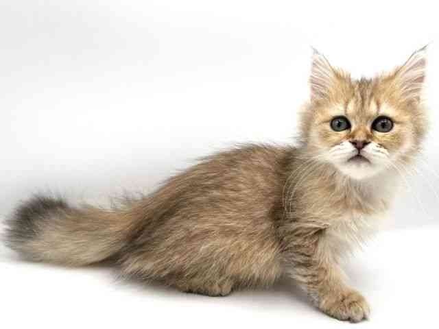 京都府のペルシャ (ひごペットフレンドリーイオンモール高の原店/2025年8月22日生まれ/男の子/チンチラゴールデン)の子猫の3枚目の画像