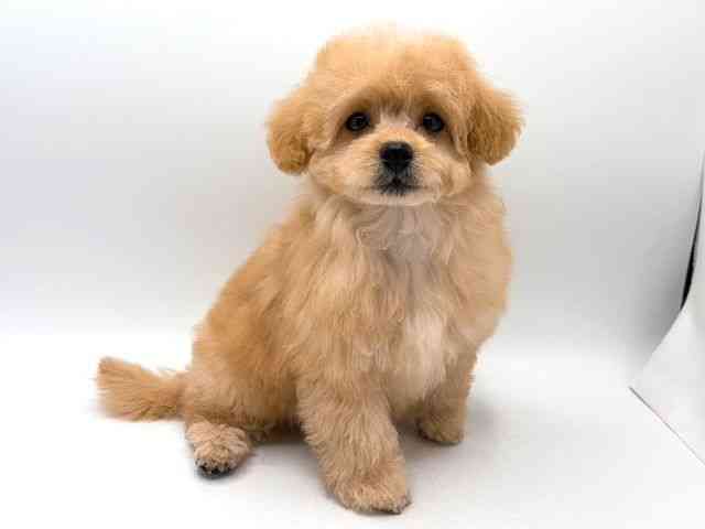 奈良県のハーフ犬・ミックス犬 (ひごペットフレンドリー田原本店/2025年8月24日生まれ/女の子/アプリコット)の子犬の3枚目の画像