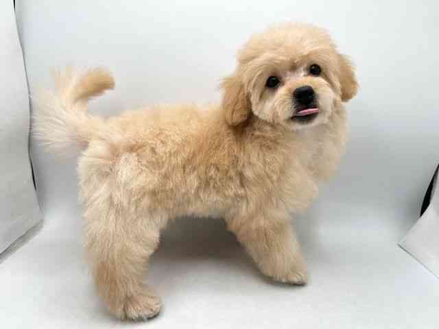 奈良県のハーフ犬・ミックス犬 (ひごペットフレンドリー田原本店/2025年8月24日生まれ/女の子/アプリコット)の子犬の3枚目の画像