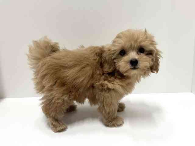 愛知県のハーフ犬・ミックス犬 (ひごペットフレンドリーららぽーと名古屋みなとアクルス店/2025年8月24日生まれ/男の子/アプリコット)の子犬の3枚目の画像