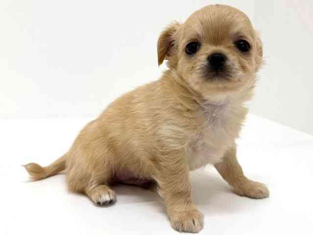 大阪府のチワワ(ロング) (ひごペットフレンドリーくずはモール店/2025年8月23日生まれ/男の子/クリーム)の子犬の3枚目の画像