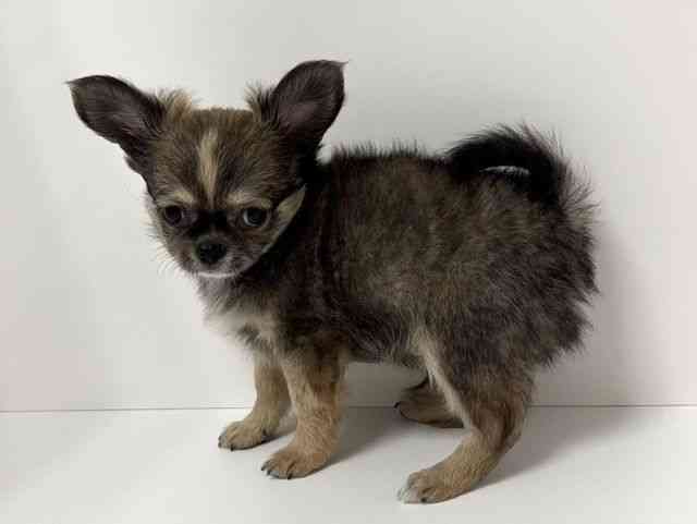 愛知県のチワワ(ロング) (ひごペットフレンドリーイトーヨーカドー知多店/2025年8月24日生まれ/男の子/フォーンホワイト)の子犬の3枚目の画像