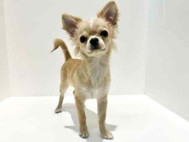 大阪府のチワワ(ロング) (ひごペットフレンドリーイオン高槻店/2025年6月10日生まれ/男の子/レッドホワイト)の子犬の3枚目の画像