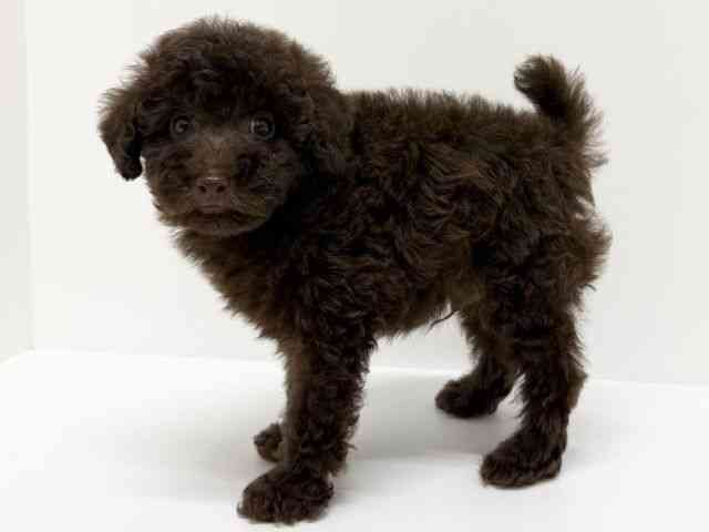 大阪府のトイプードル(トイ) (ひごペットフレンドリーくずはモール店/2025年8月26日生まれ/男の子/ブラウン)の子犬の3枚目の画像