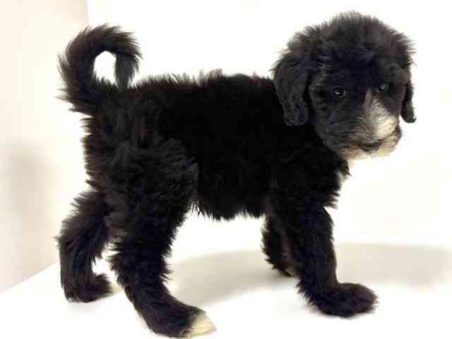 愛知県のシーパドゥードル (ひごペットフレンドリーイトーヨーカドー知多店/2025年8月25日生まれ/男の子/ブラックホワイト)の子犬の3枚目の画像