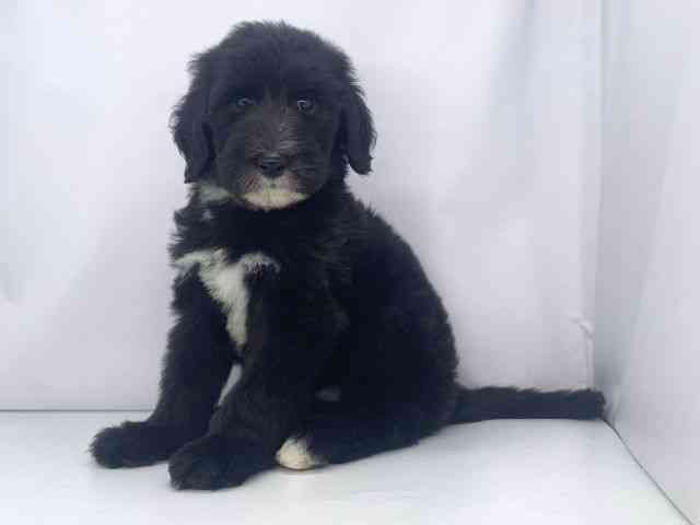 兵庫県のシーパドゥードル (ひごペットフレンドリーイオンタウン加古川店/2025年8月25日生まれ/男の子/ブラックホワイト)の子犬の3枚目の画像